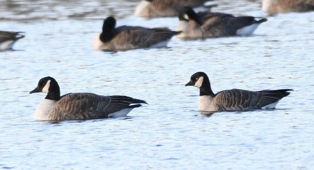 Cackling Goose - ML613571112