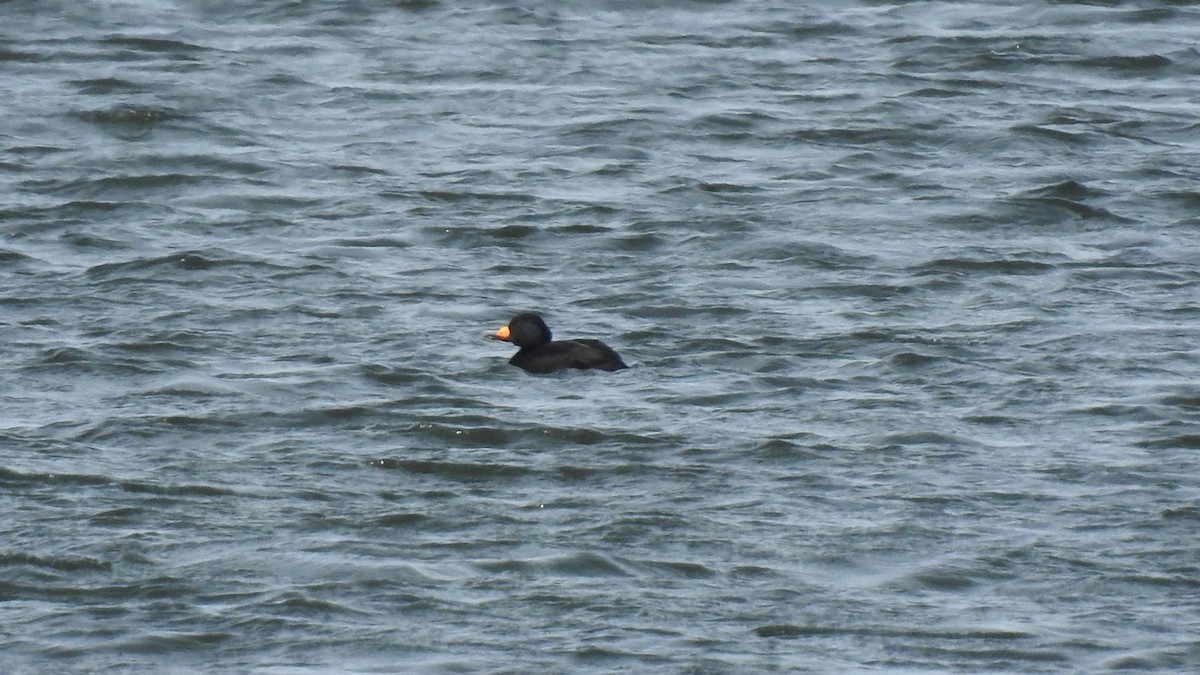 Black Scoter - ML613571115