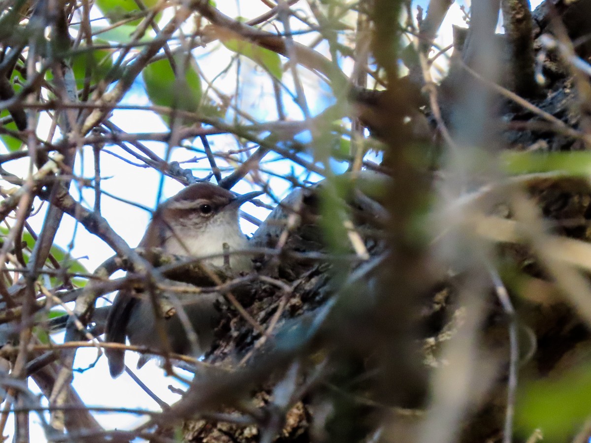 Bewick's Wren - Mika Aguilar