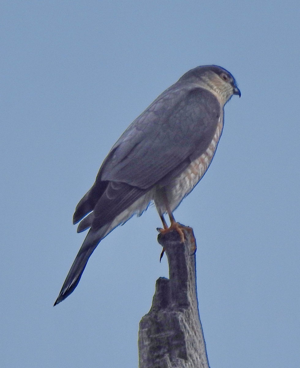 Sharp-shinned Hawk - ML613571191