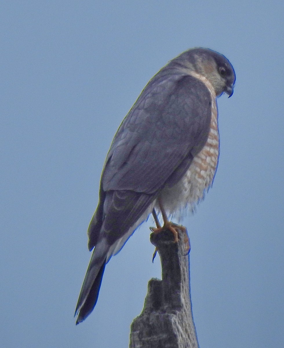 Sharp-shinned Hawk - ML613571215