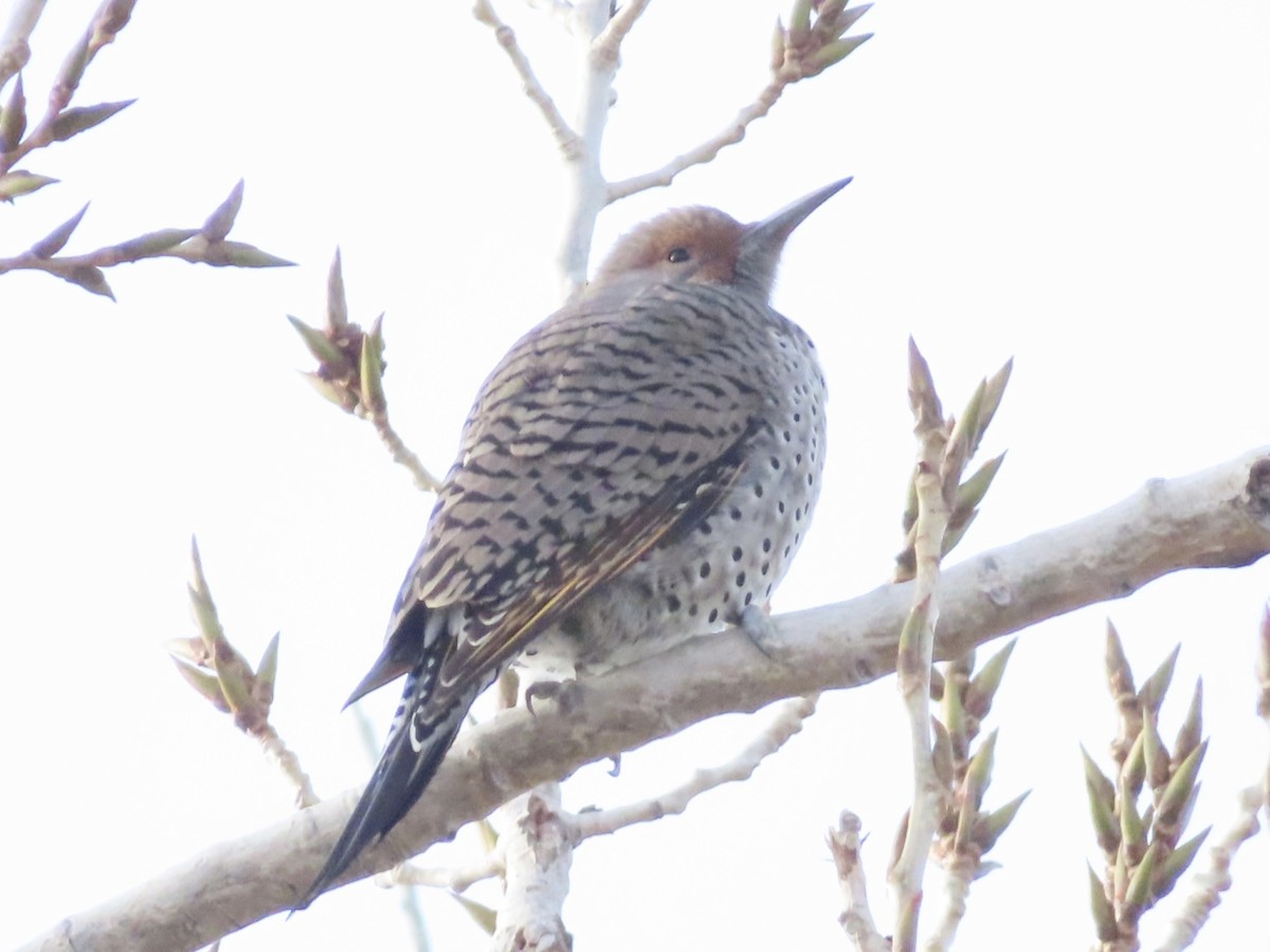 Northern Flicker (Yellow-shafted x Red-shafted) - A Branch