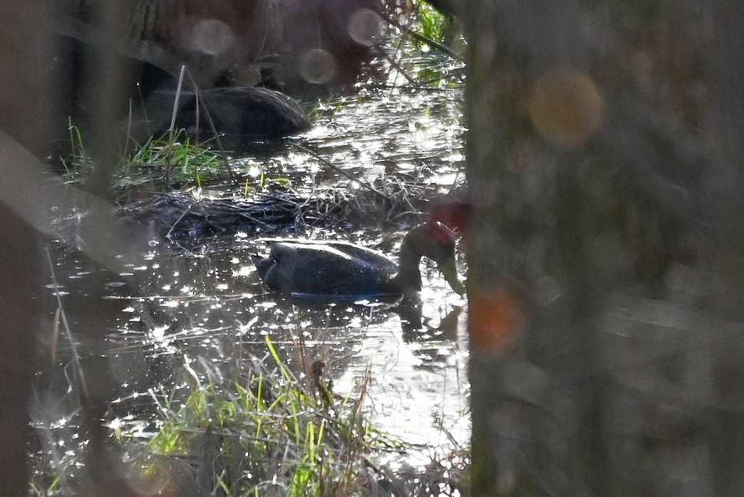 American Black Duck - Patty Masten