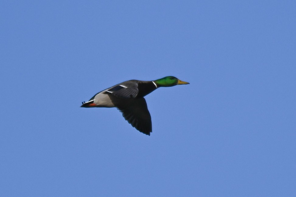 Mallard - ML613571370