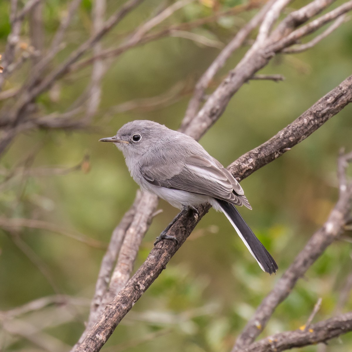 Blue-gray Gnatcatcher - Peter Hawrylyshyn