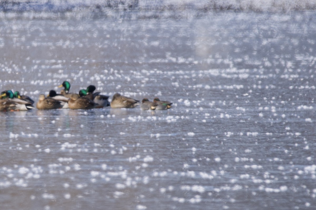 Green-winged Teal - ML613571561