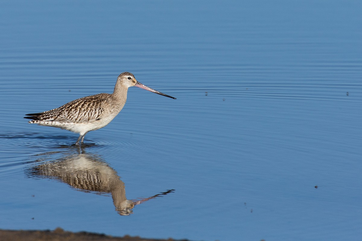 Bar-tailed Godwit - Anonymous