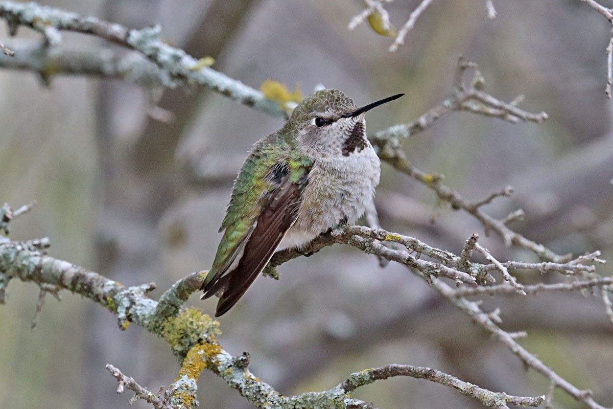 Anna's Hummingbird - ML613571624