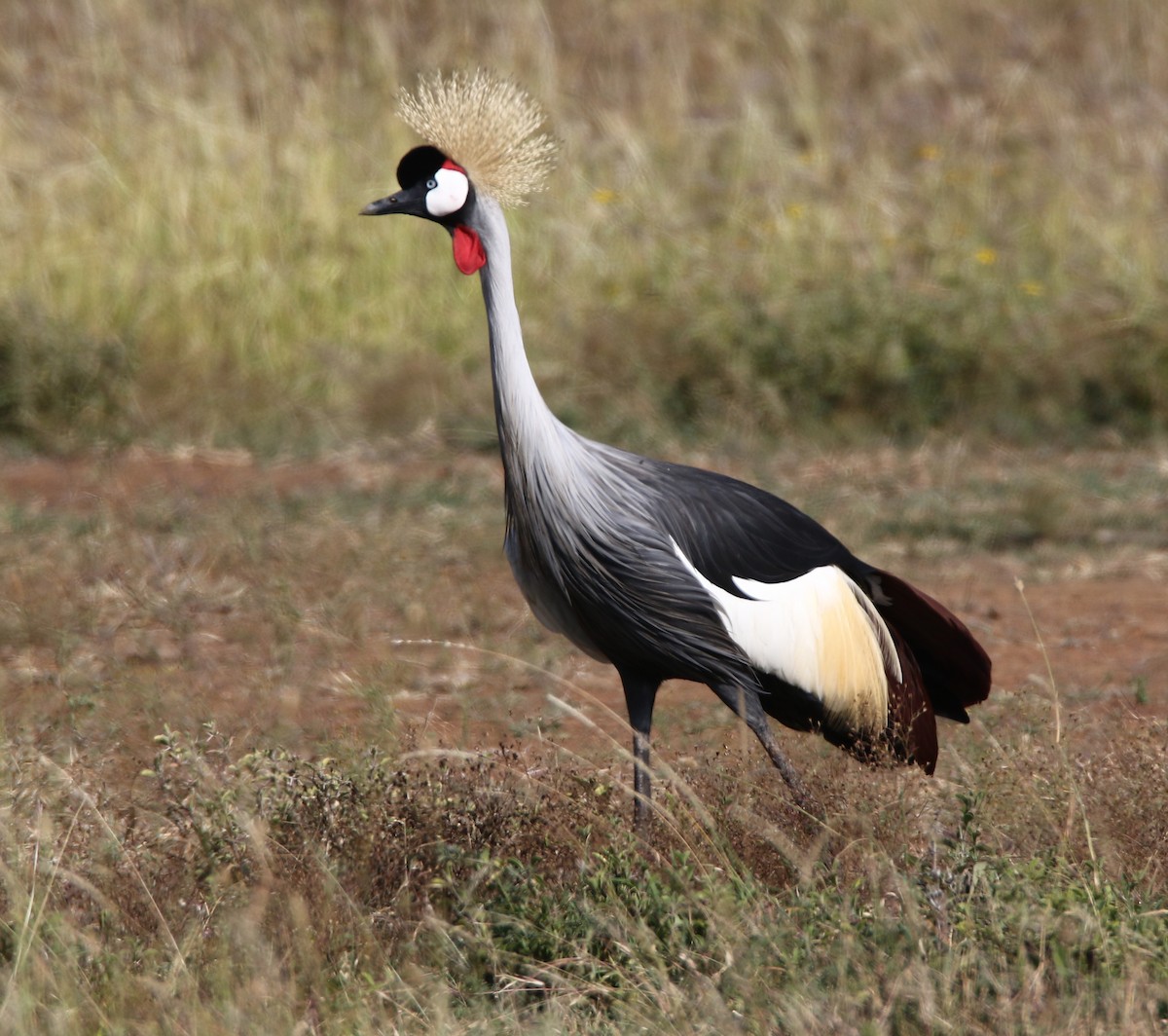 Gray Crowned-Crane - ML613571628
