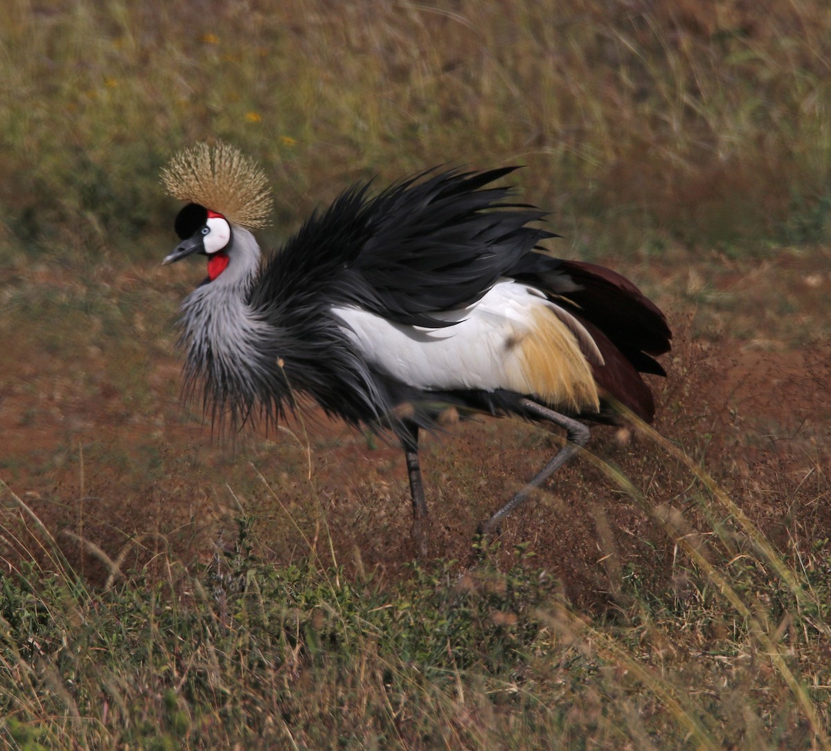 Gray Crowned-Crane - ML613571631