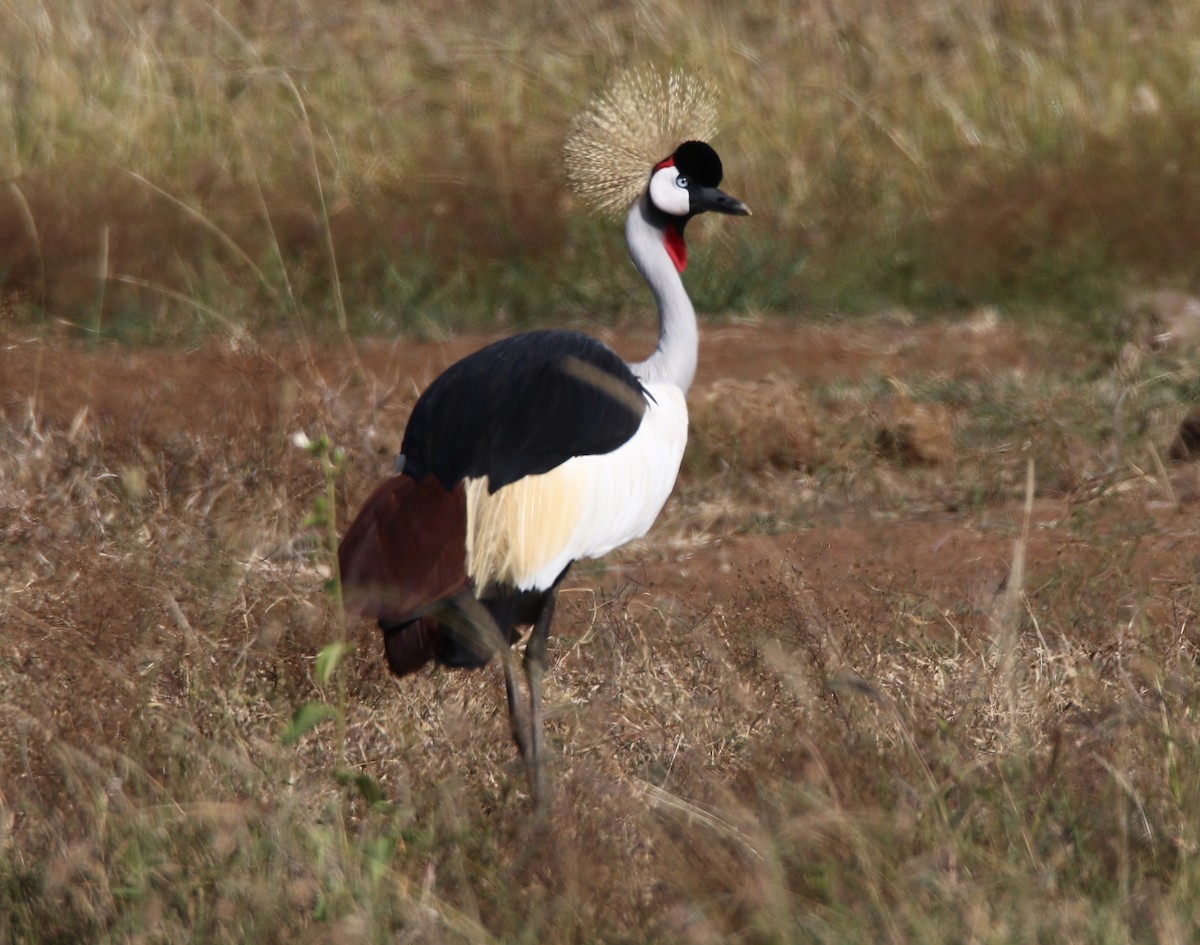 Gray Crowned-Crane - ML613571640