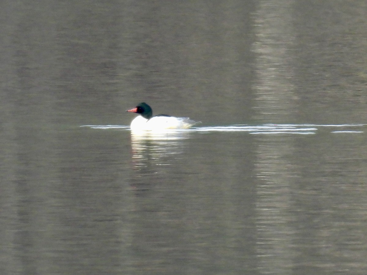 Common Merganser - ML613571641