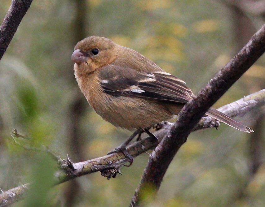 Morelet's Seedeater - Buck Lee