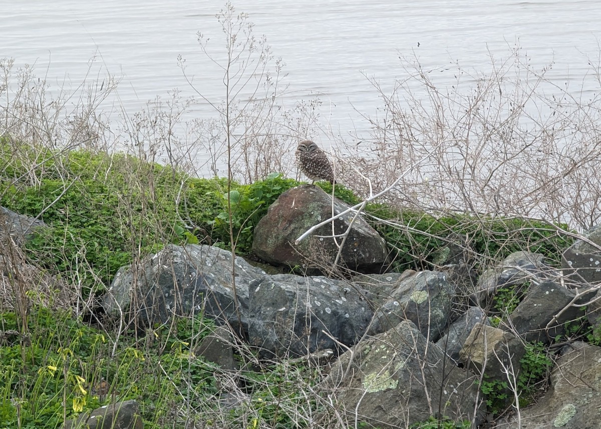 Burrowing Owl - Fred Bertsch