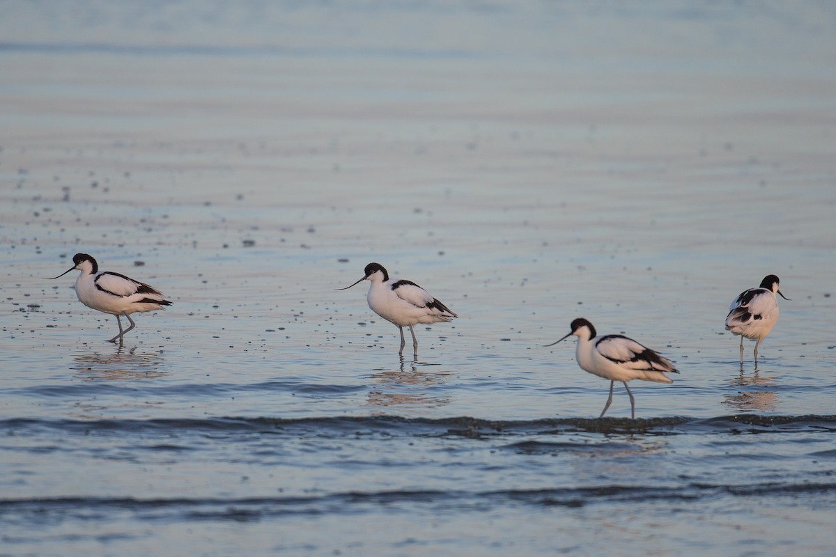 Pied Avocet - Anonymous