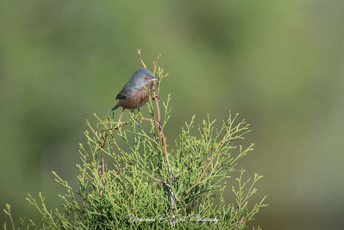 pěnice kaštanová - ML613571750