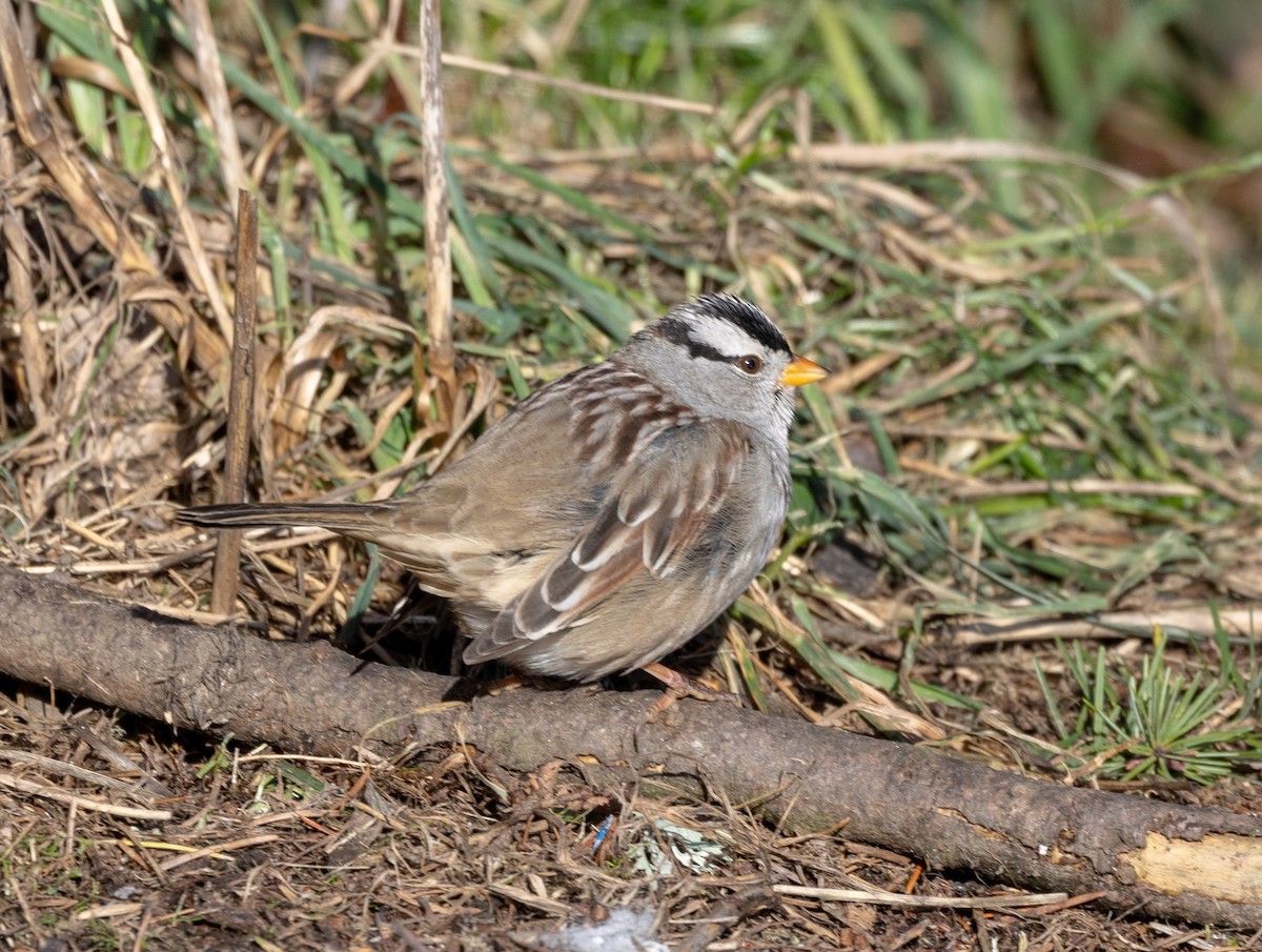 White-crowned Sparrow - ML613571751