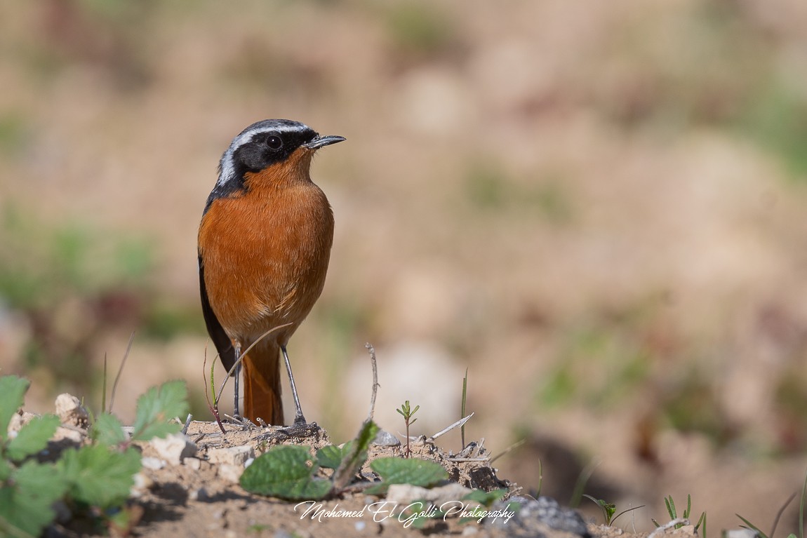 Moussier's Redstart - ML613571756