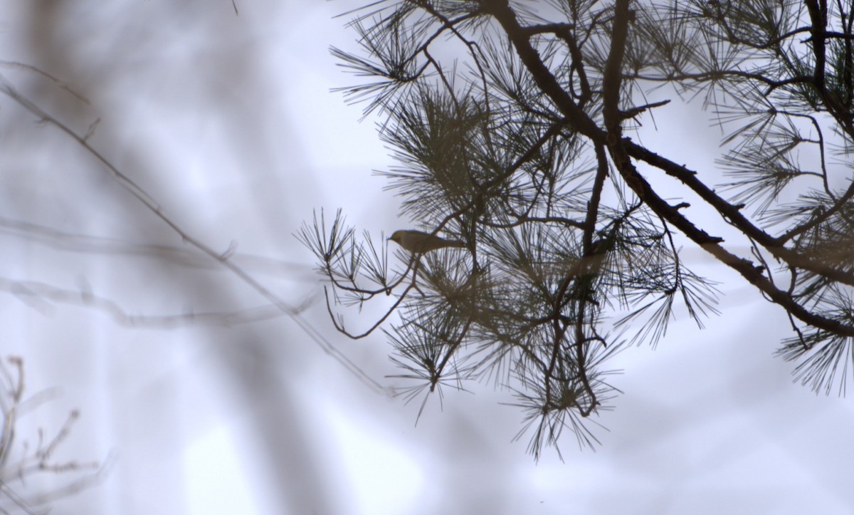 Hermit Warbler - Tenzin Jampa