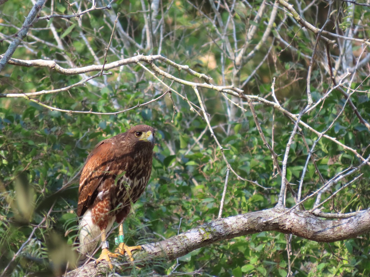 Harris's Hawk - ML613571865