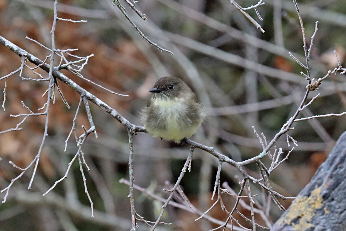 Eastern Phoebe - ML613571876