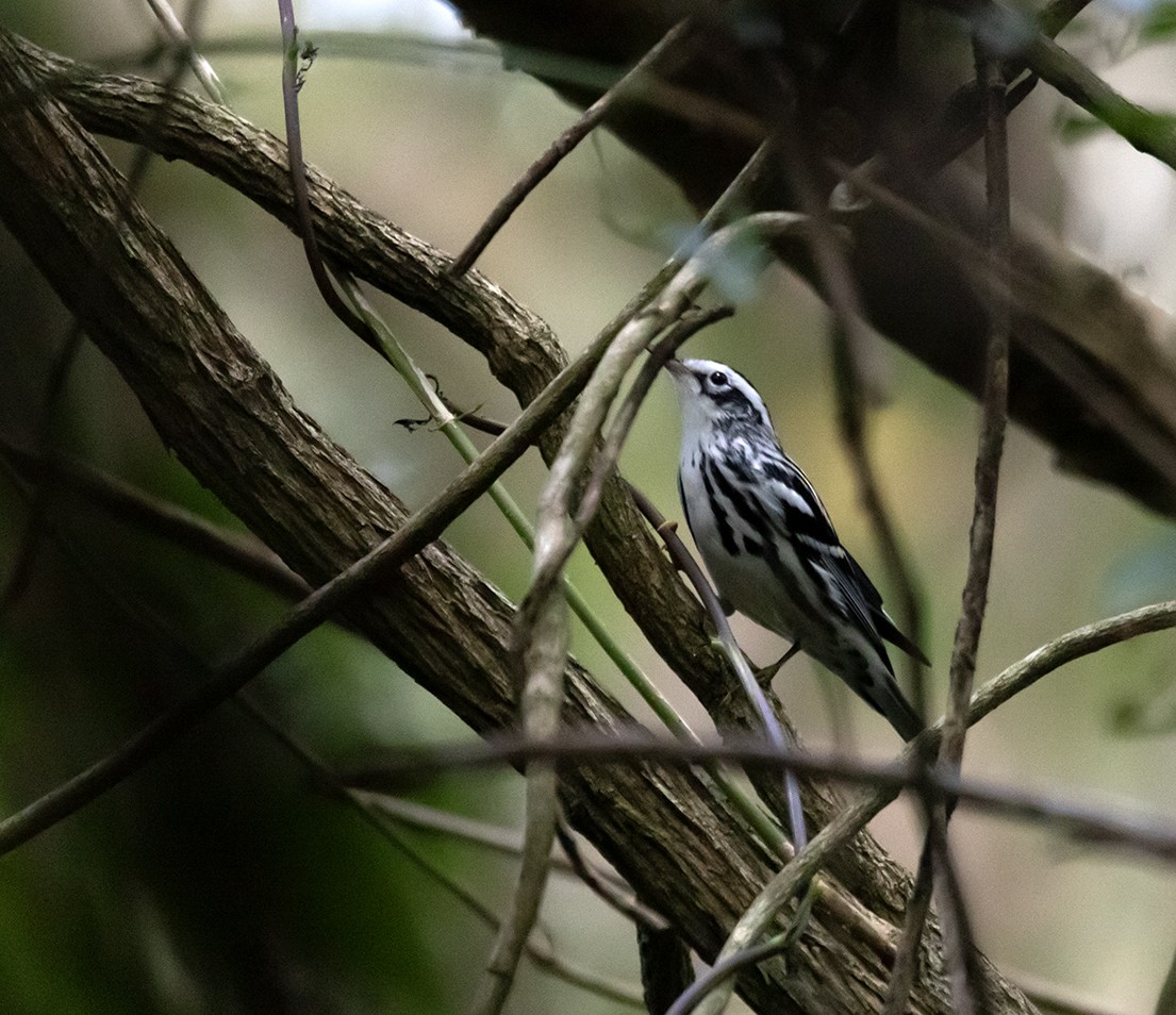 Black-and-white Warbler - ML613571899