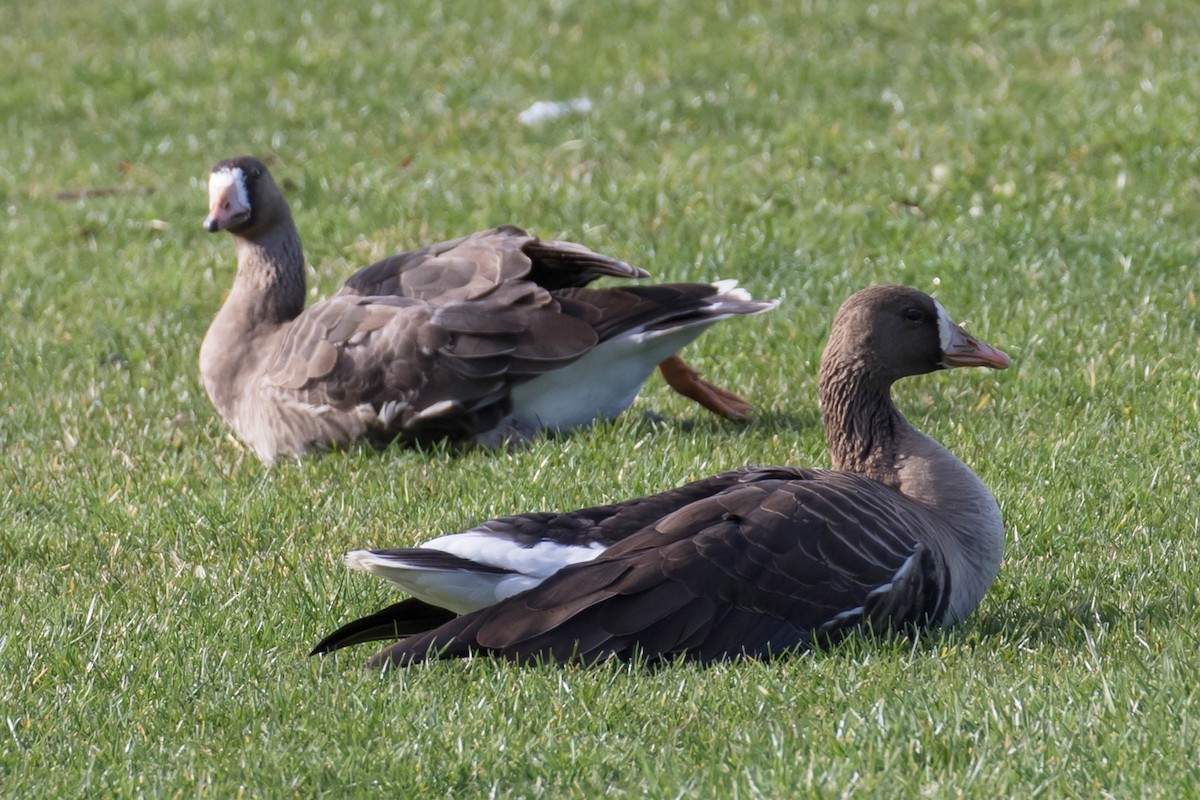 Greater White-fronted Goose - ML613571989