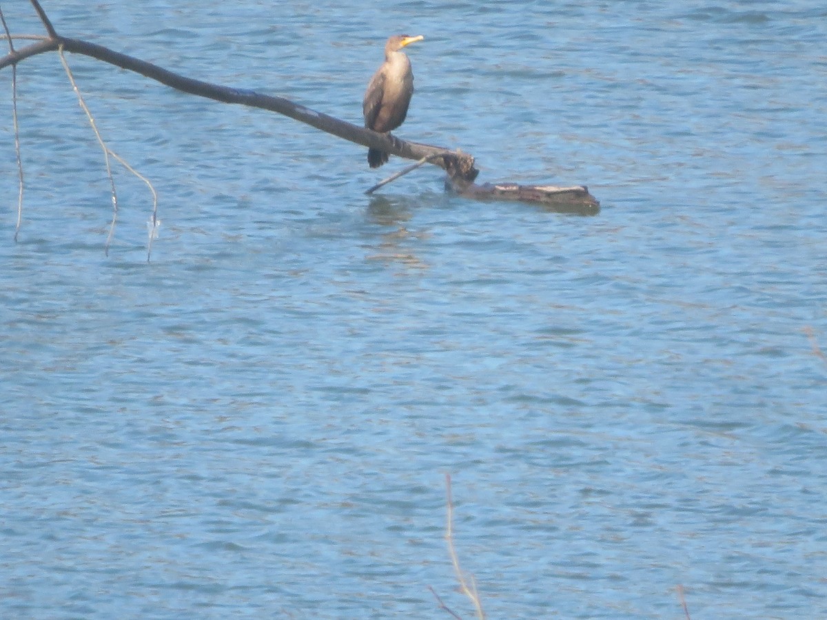 Double-crested Cormorant - ML613572035