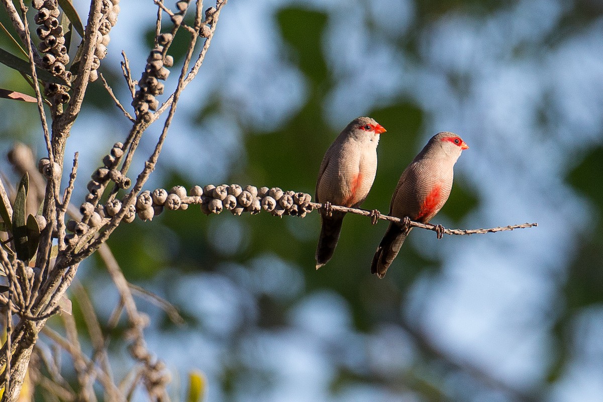 Common Waxbill - ML613572046