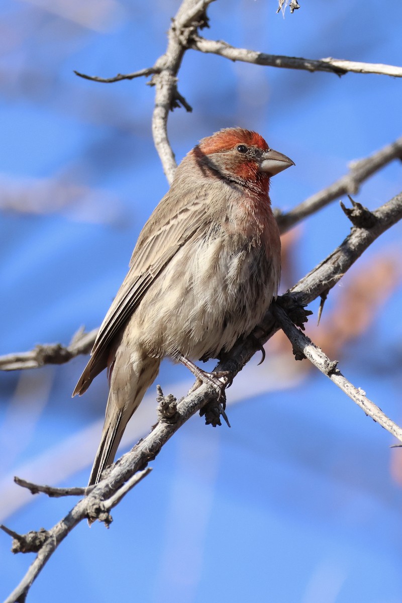 House Finch - ML613572109