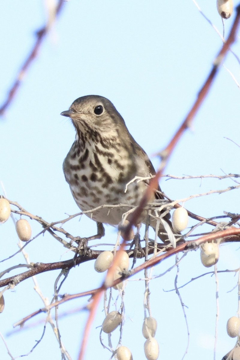 Hermit Thrush - ML613572113