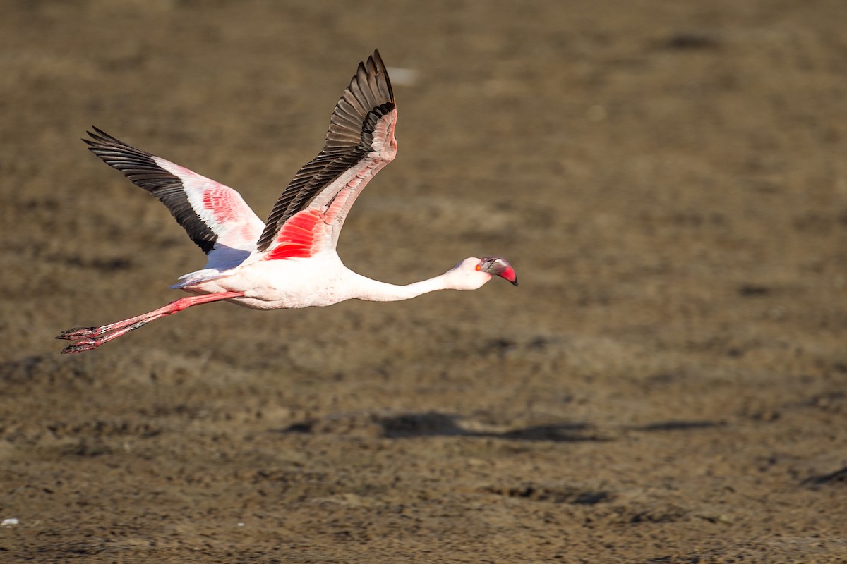 Lesser Flamingo - ML613572120