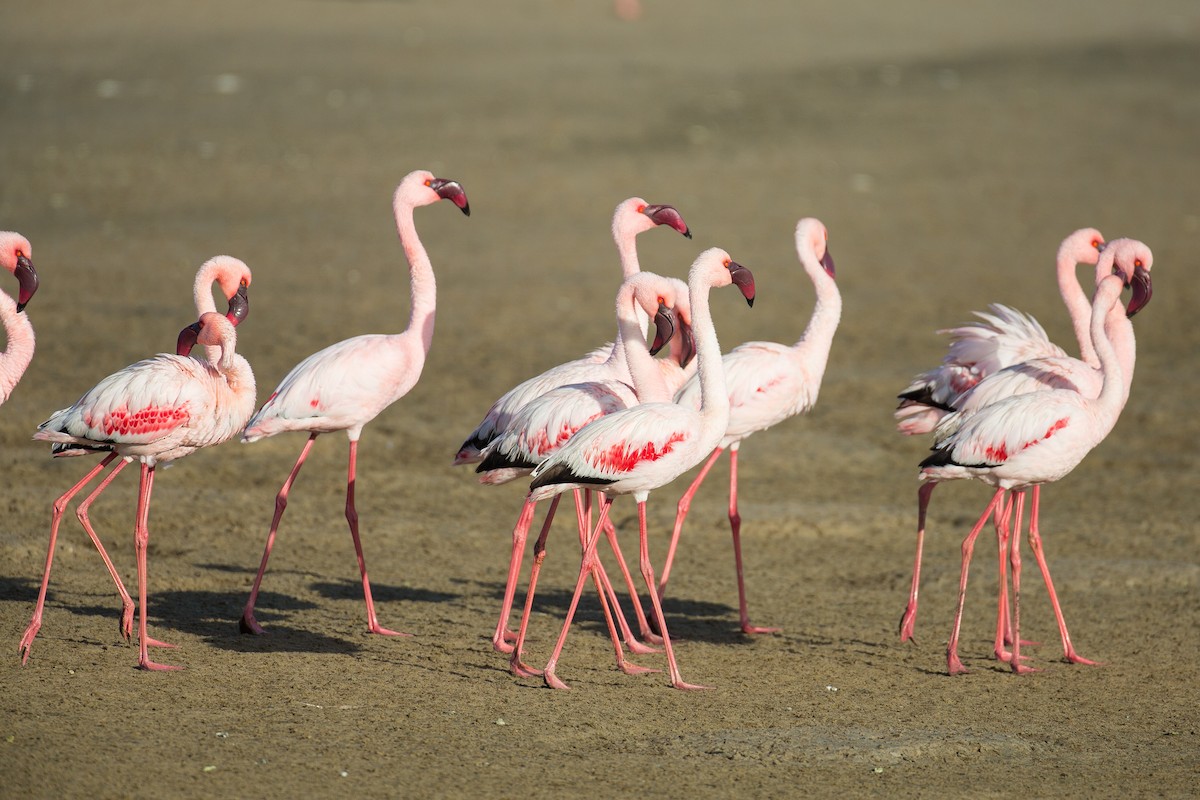 Lesser Flamingo - ML613572122