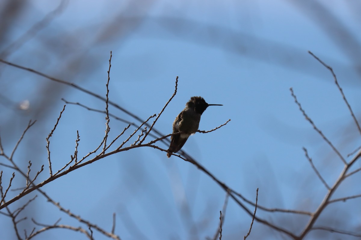 Anna's Hummingbird - ML613572200