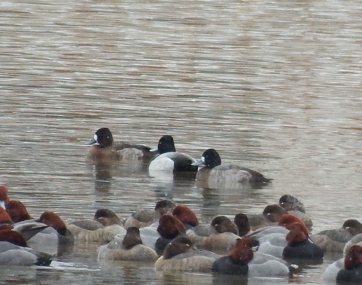 Lesser Scaup - ML613572203