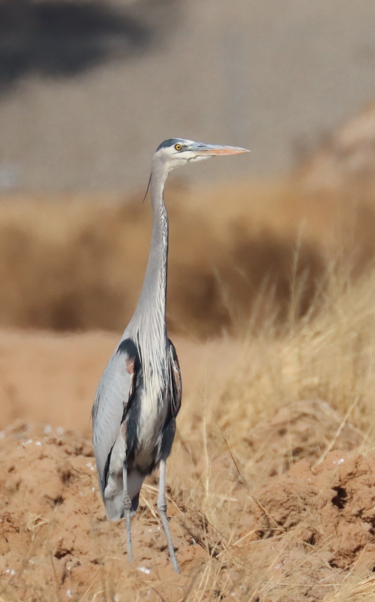 Great Blue Heron - ML613572213