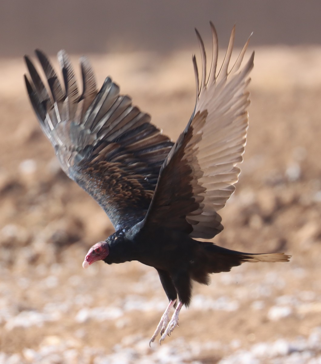 Turkey Vulture - ML613572224