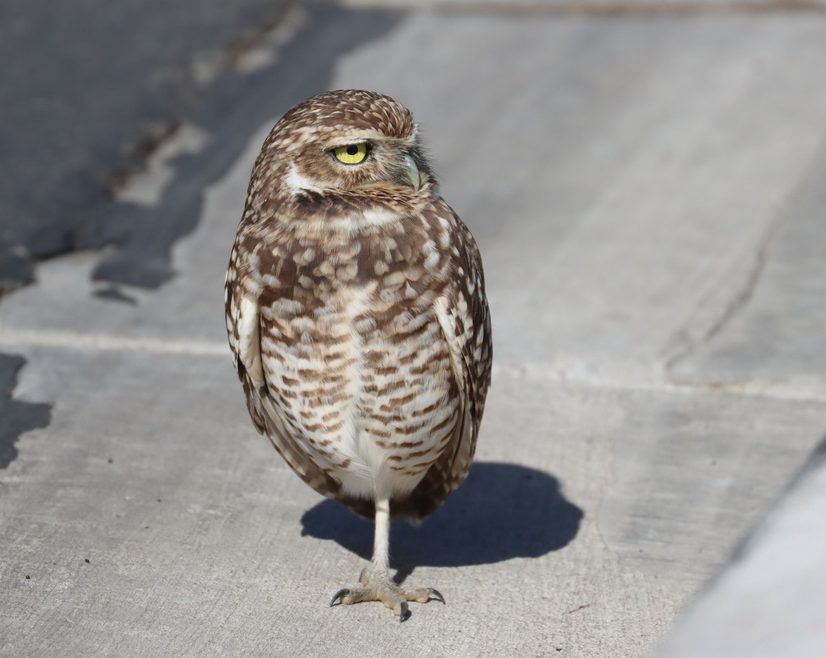 Burrowing Owl - Jon Sneddon