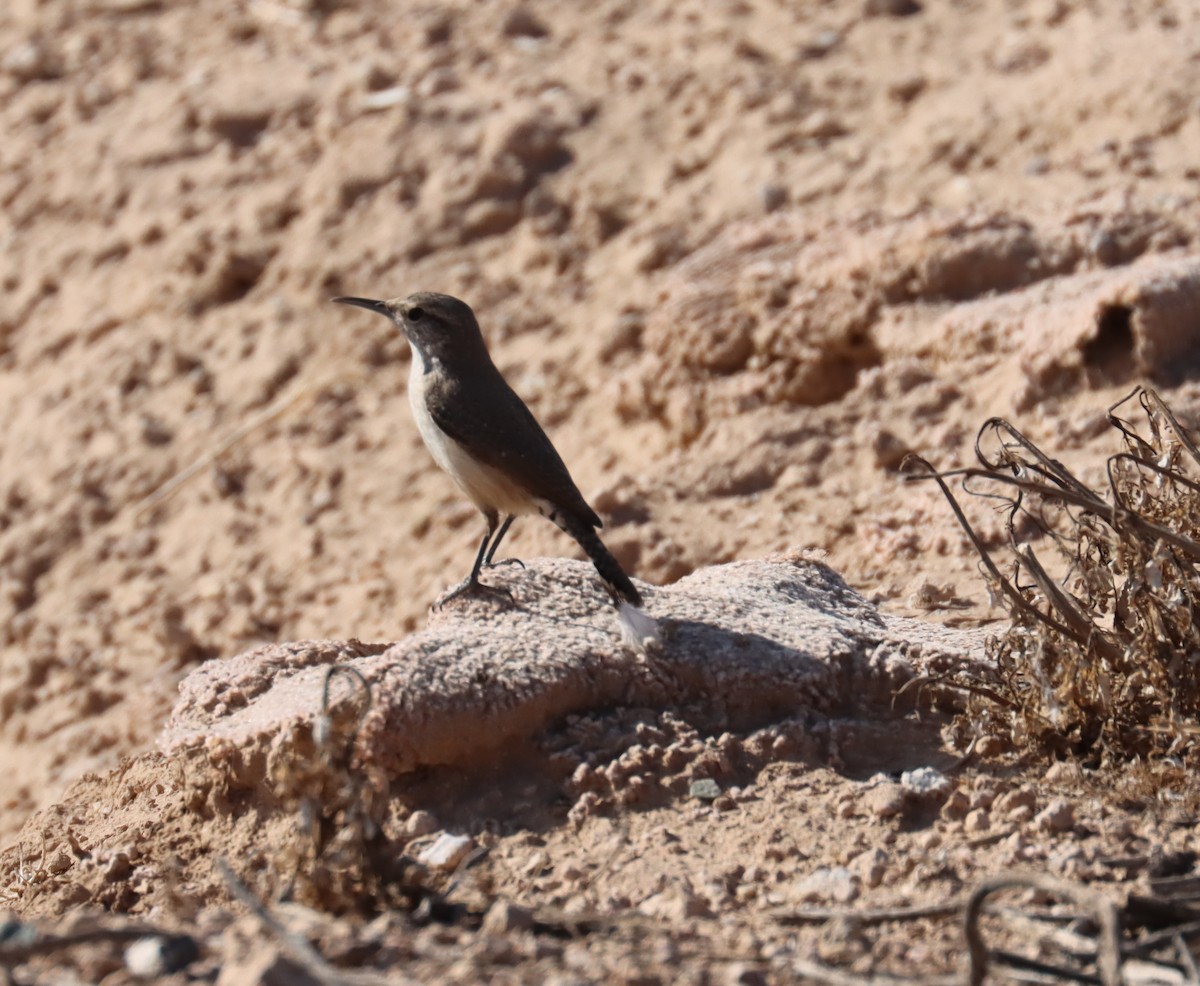 Rock Wren - ML613572263