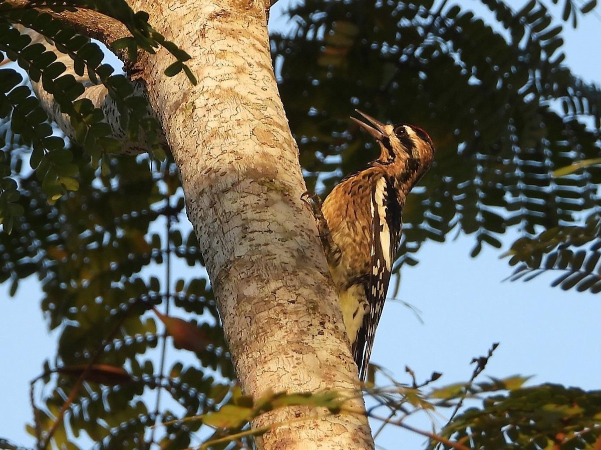 Yellow-bellied Sapsucker - ML613572290