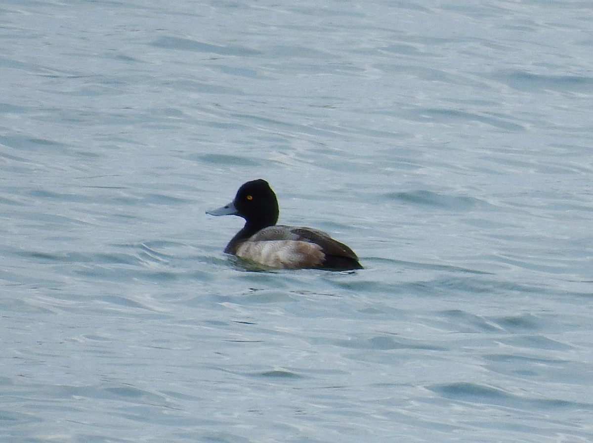 Lesser Scaup - ML613572307