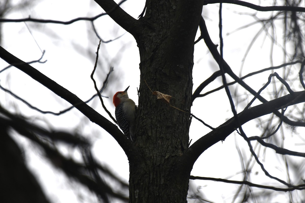 Red-bellied Woodpecker - ML613572310