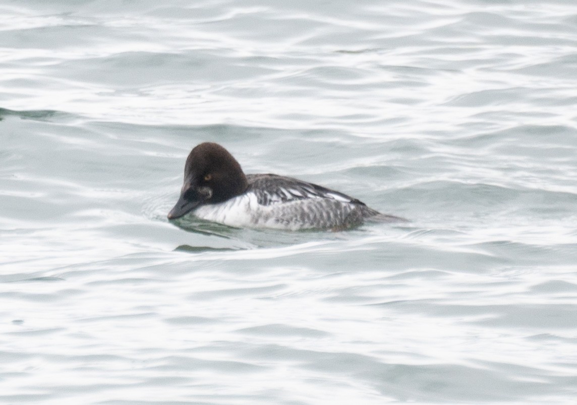 Common Goldeneye - ML613572360