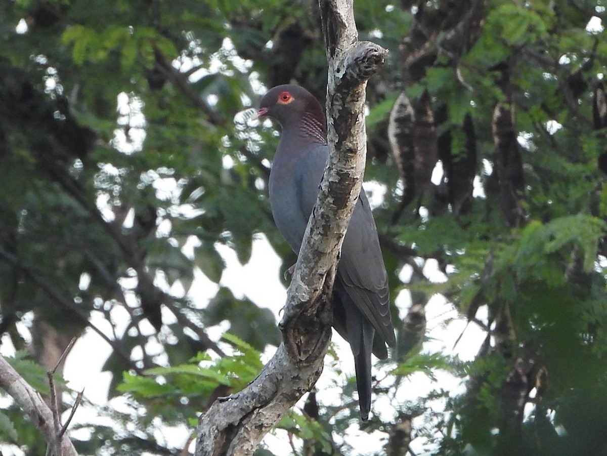 Scaly-naped Pigeon - ML613572398