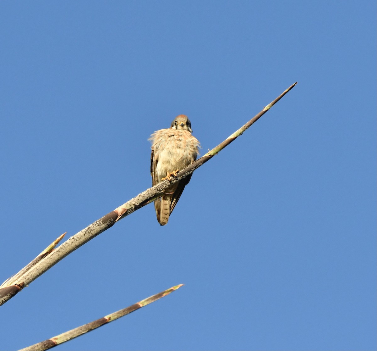 American Kestrel - ML613572453