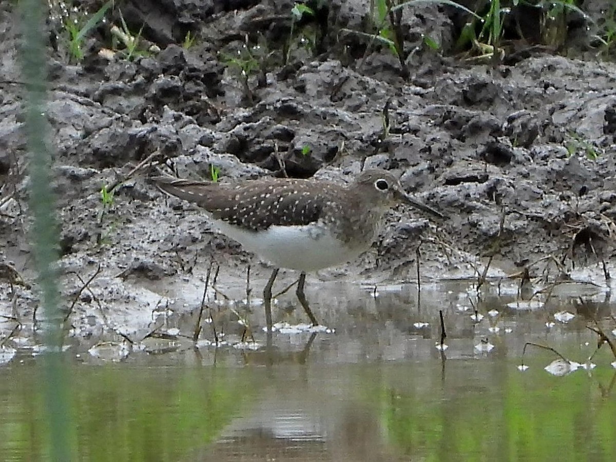 Solitary Sandpiper - ML613572503