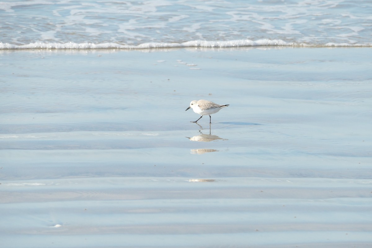 Sanderling - ML613572540