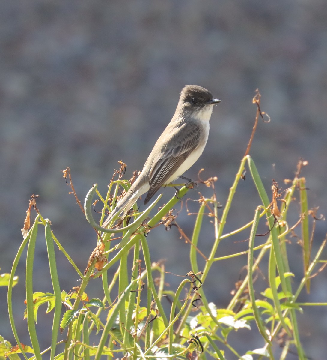 Eastern Phoebe - ML613572550