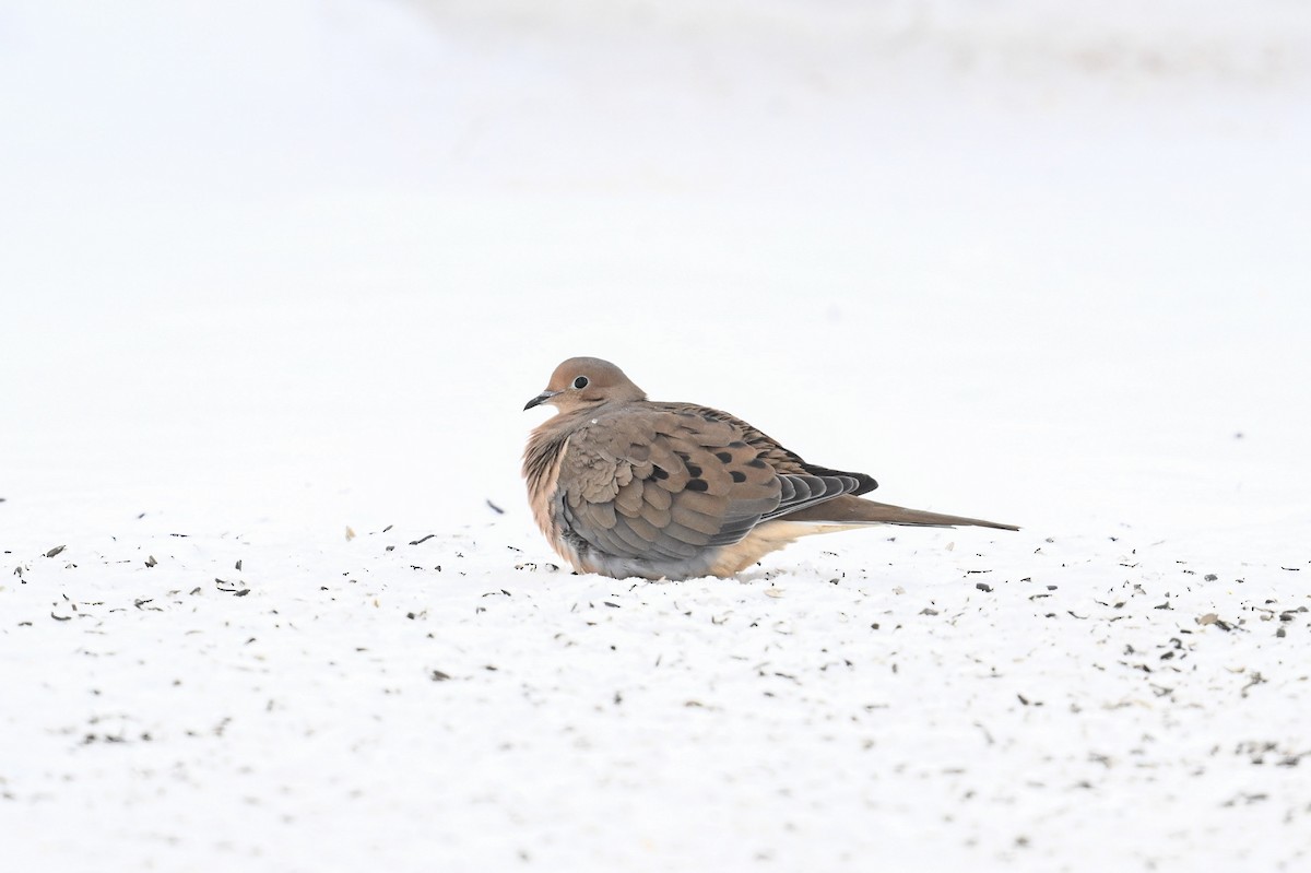 Mourning Dove - ML613572551