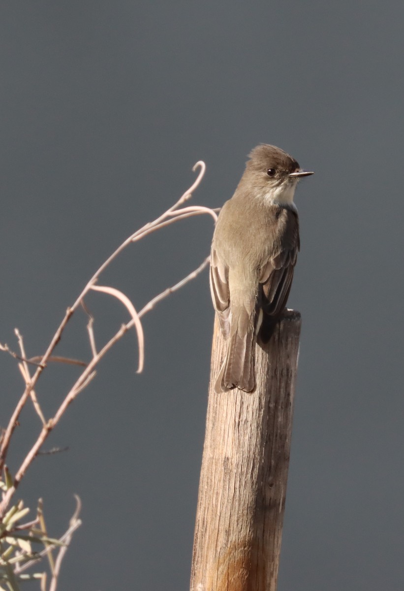 Eastern Phoebe - ML613572561